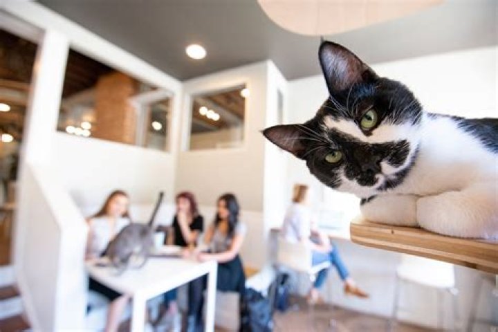 Adopt Your Perfect Companion at the Humane Society of Greater Dayton Adoption Center