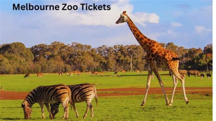 Colorado Zoo Tickets: Your Ultimate Guide to a Memorable Experience