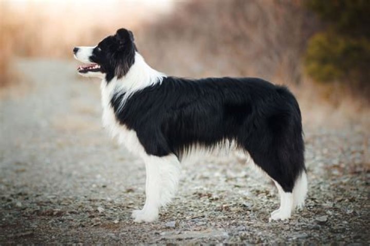 Corgi and Border Collie: The Ultimate Guide to Understanding These Beloved Breeds