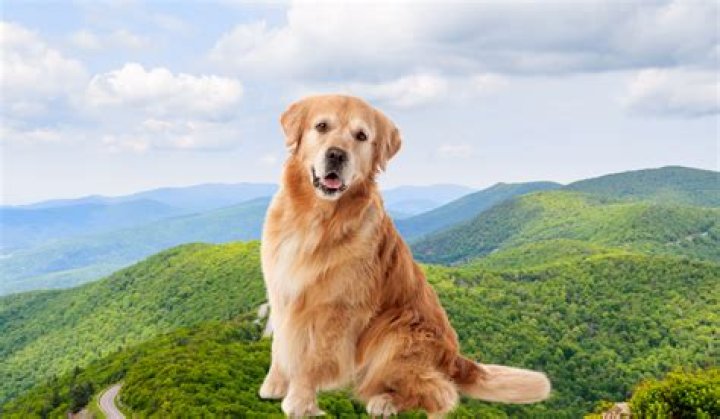 Discover the Best Shenandoah Pet Friendly Lodging for Your Furry Friend