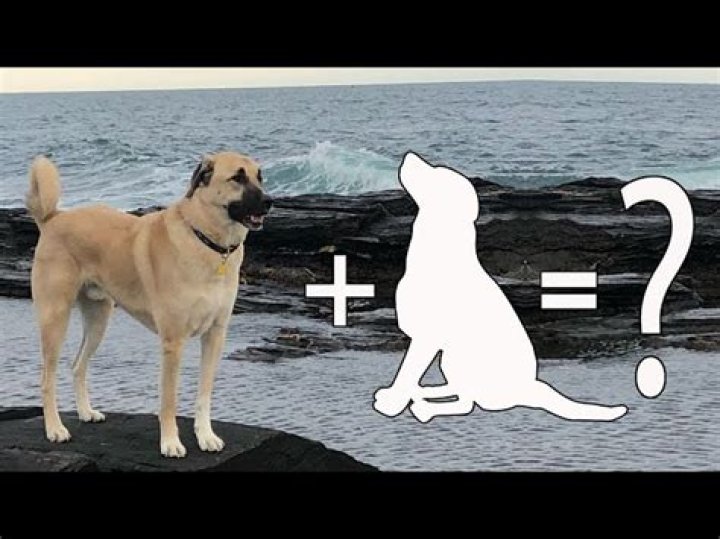Discovering the Perfect Companion: Anatolian Shepherd Husky Mix Puppy Guide
