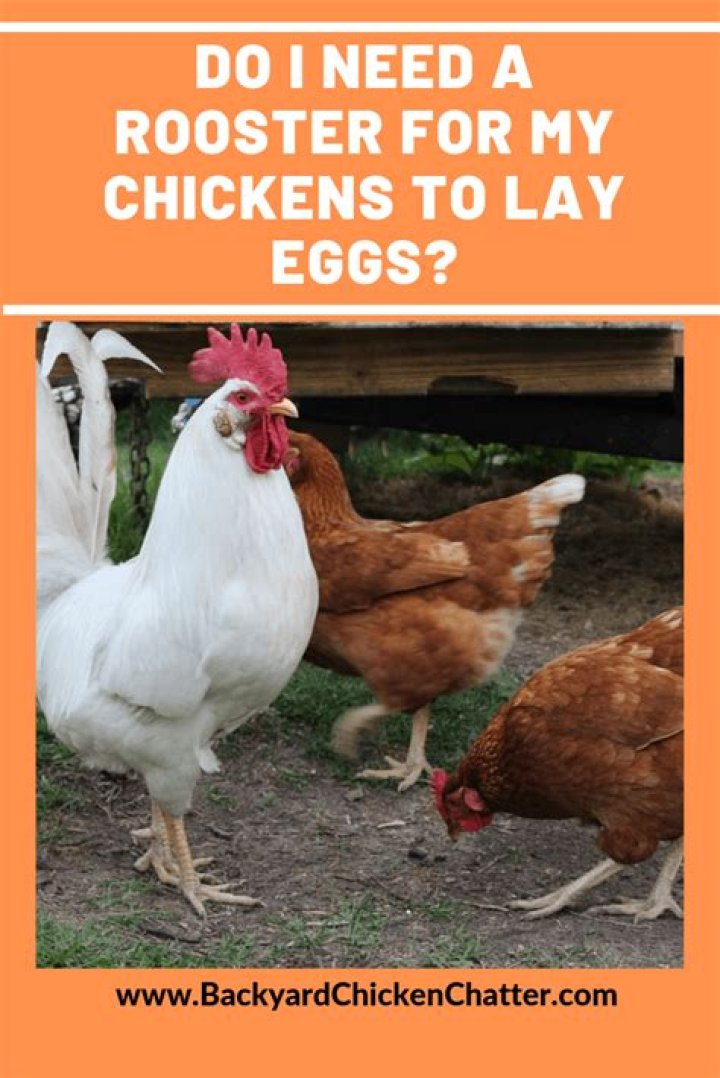 Do I Need a Rooster for Chickens to Lay Eggs? A Comprehensive Guide