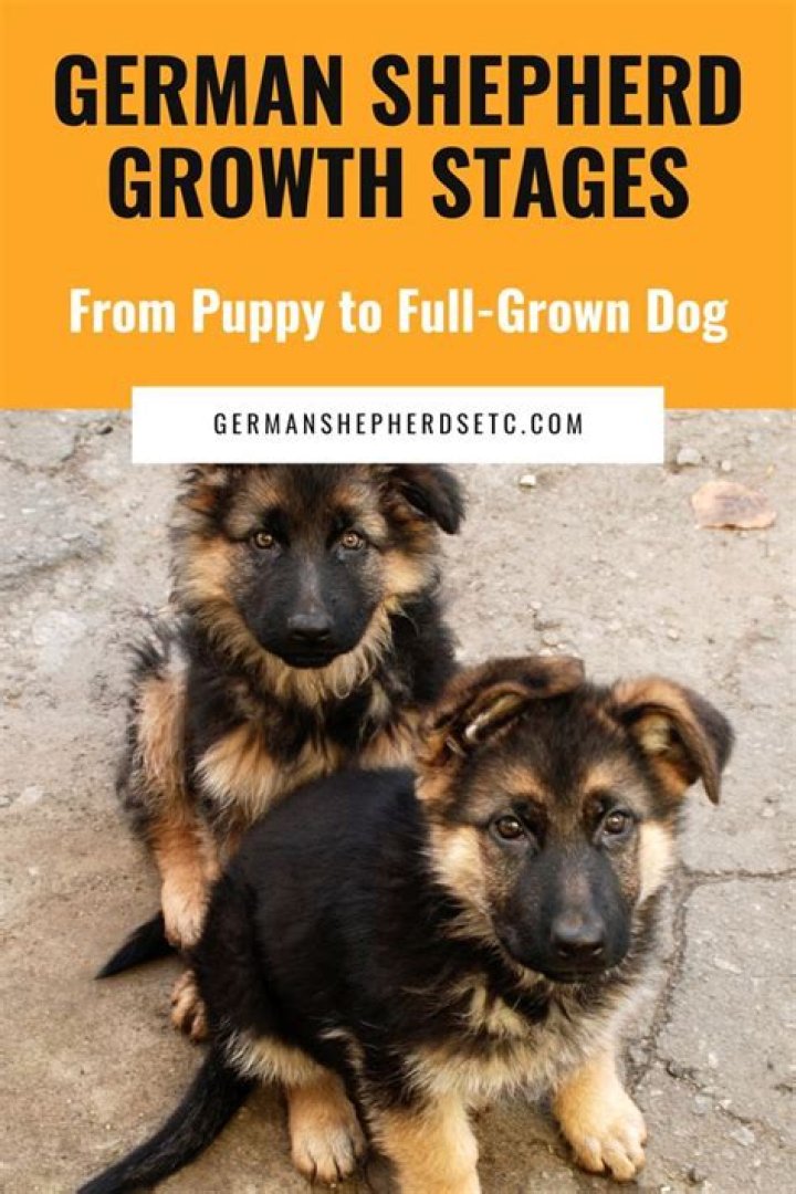 German Shepherd Lifespan: Understanding the Health and Longevity of This Beloved Breed