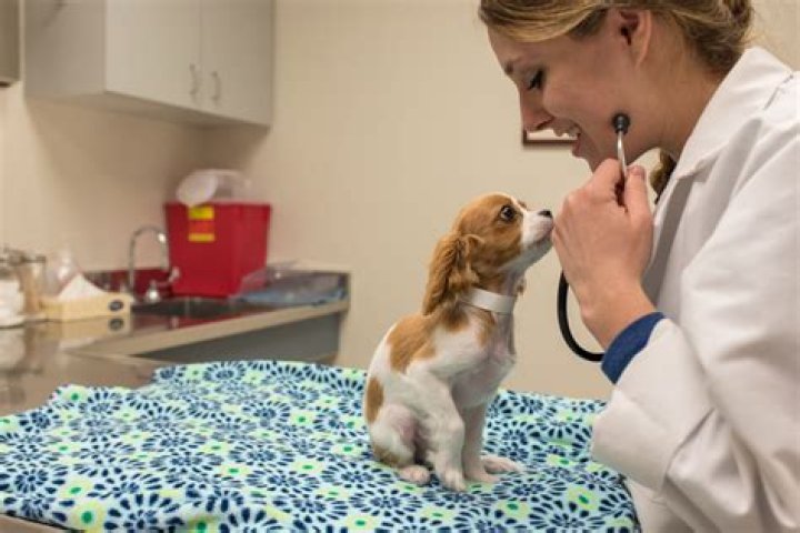 Is Dr. Poltill Alive in 2025? Discover the Truth About the Beloved Veterinarian