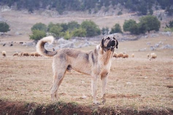 Kangal: The Majestic Guard Dog Breed