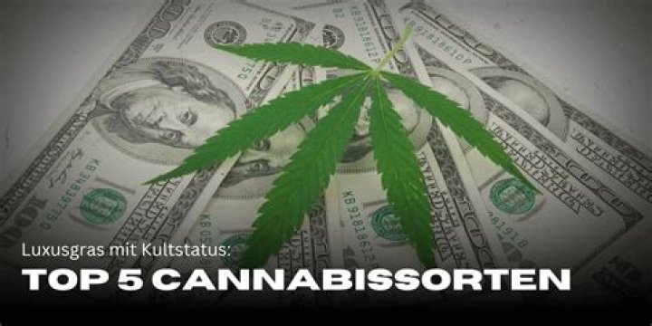 Most Expensive Weed: Unveiling the World's Premium Cannabis Strains