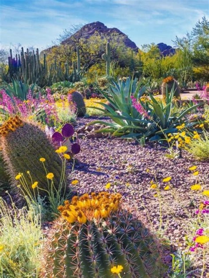 Phoenix Flower Gardens: A Blooming Paradise in the Desert