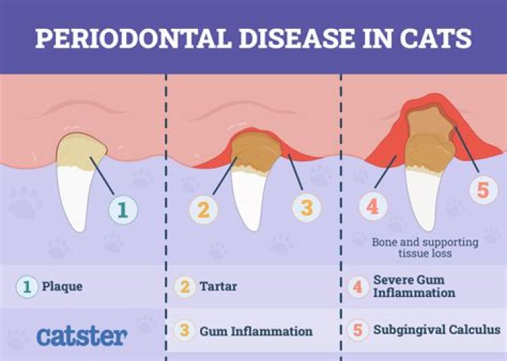 Red Gums in Cats: Causes, Symptoms, Diagnosis, and Treatment