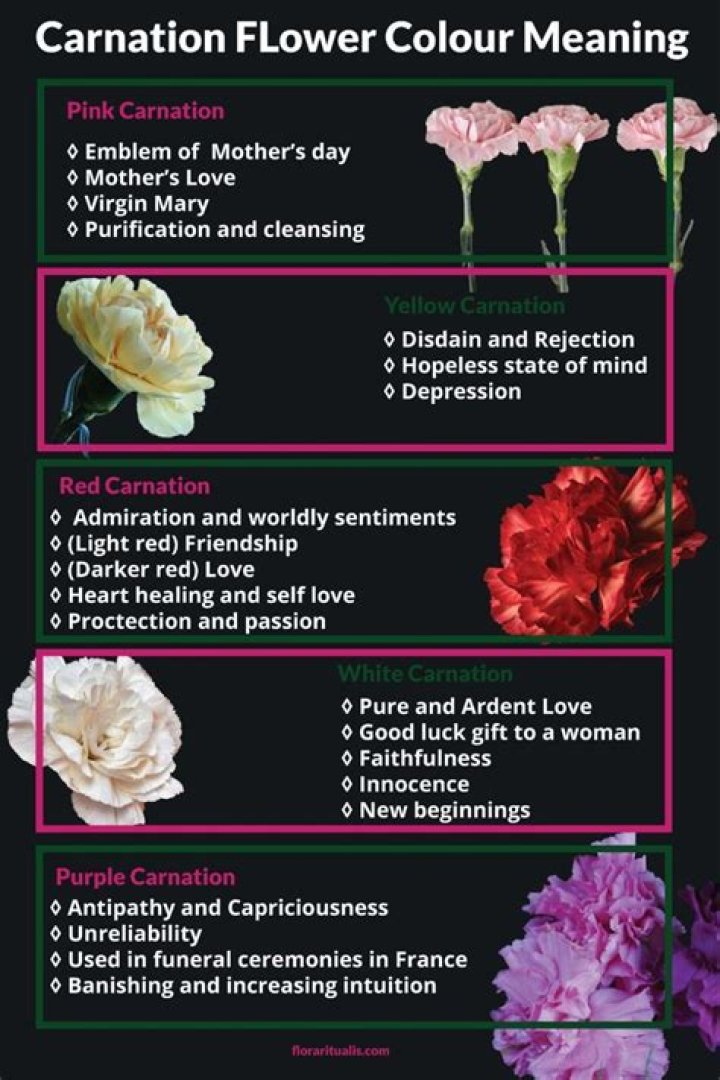 What Do Red Carnations Mean: A Comprehensive Guide to Their Symbolism and Significance